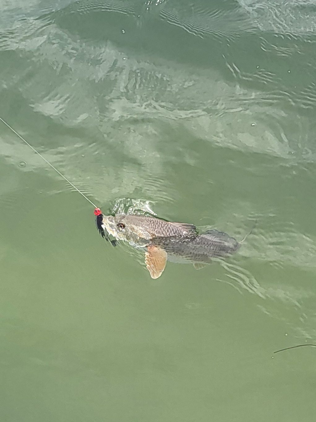 Trout Rue Fish Photo Gallery – Redfish, Trout & Black Drum Catches